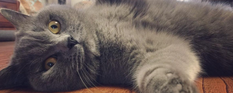 蓝猫生产前的症状