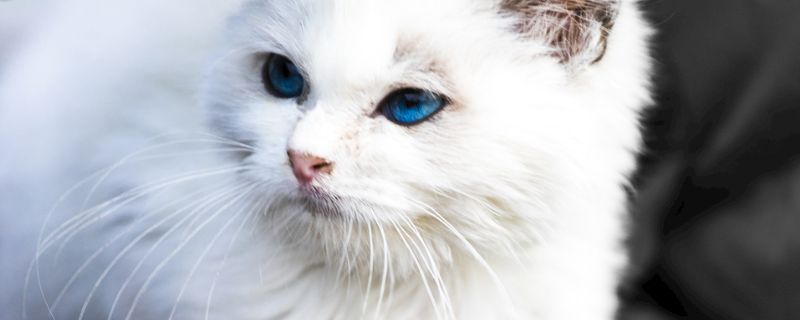 猫蛔虫会传染给人吗