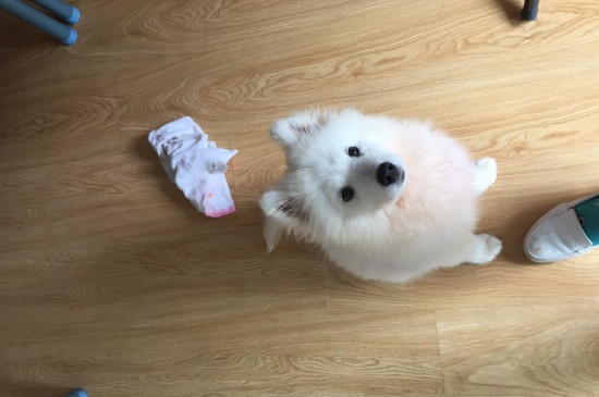 怎么教狗狗大小便