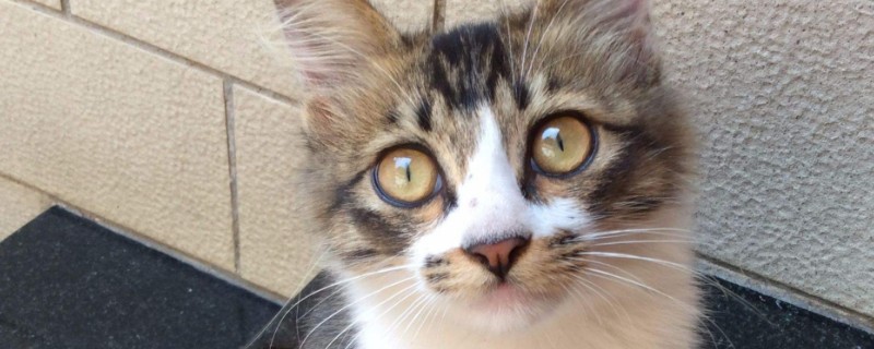 500元以内的猫有哪些，英短蓝猫价格200～500是真的吗