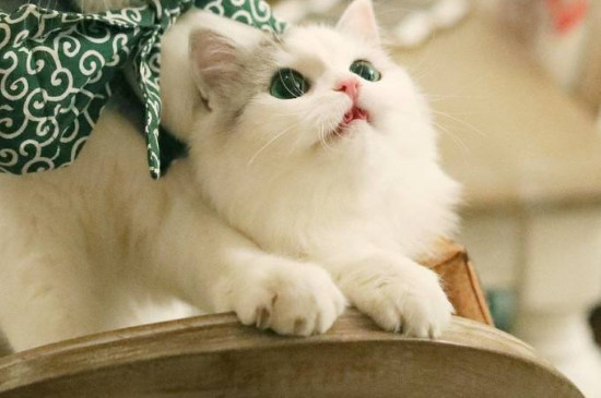 小猫多久会走路，刚出生的猫三周大会走