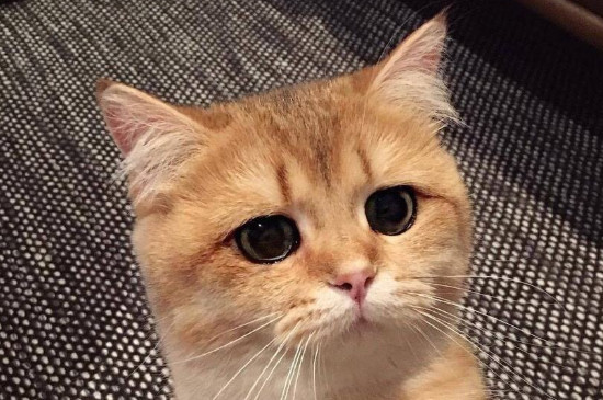 猫携带狂犬病毒吗