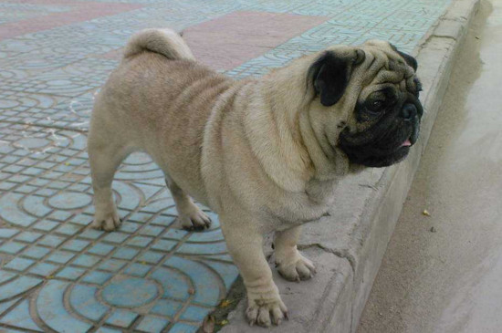 为什么巴哥犬刚开始养就后悔