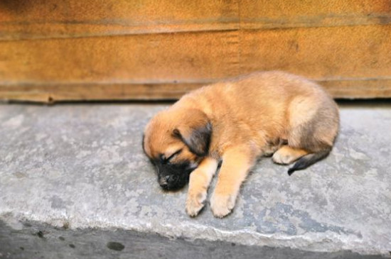 串串狗对主人忠诚吗