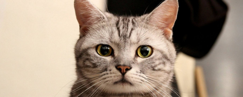 猫会传播鼠疫吗