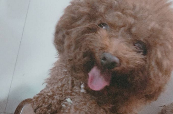 狗狗鼻子上的毛秃了