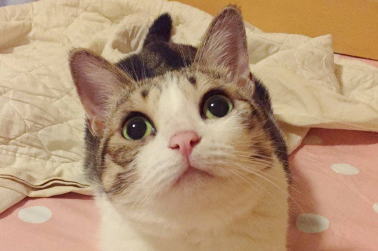 猫咪挑食怎么办，怎样改掉猫咪挑食的毛病