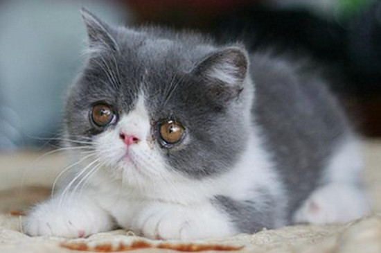 猫鼻支会死吗