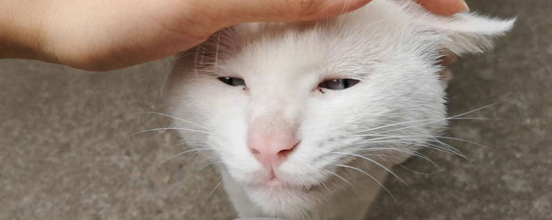 猫咪怀孕好几天不吃饭
