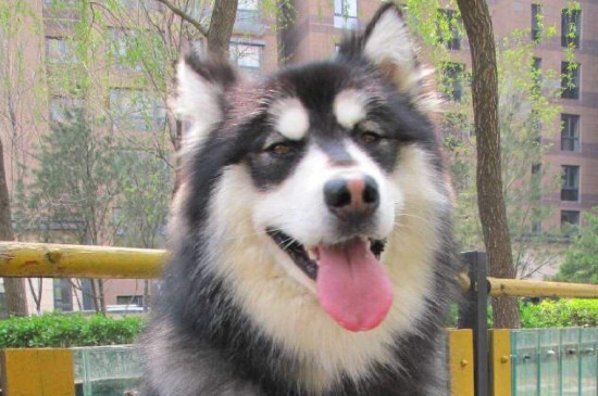 阿拉斯加犬多少钱一只，纯种阿拉斯加犬幼犬价格是多少
