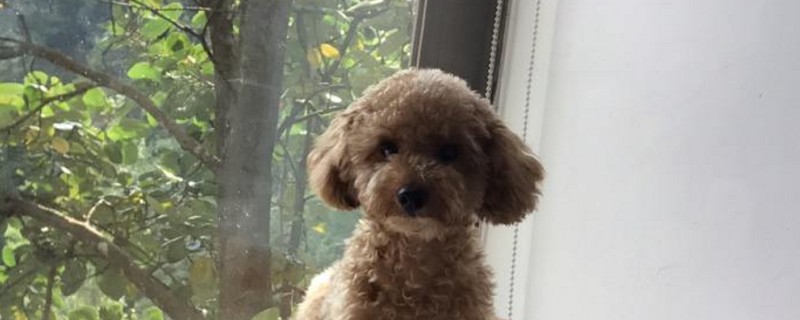 泰迪尿液很黄怎么回事