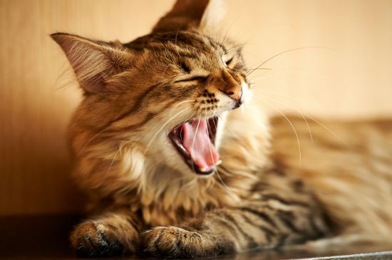 猫在猫砂盆边缘拉屎
