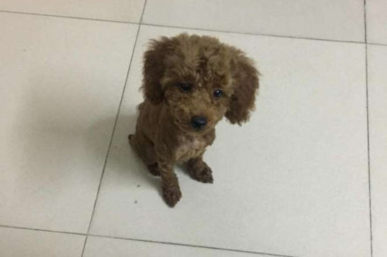 狗狗注射狂犬疫苗时间