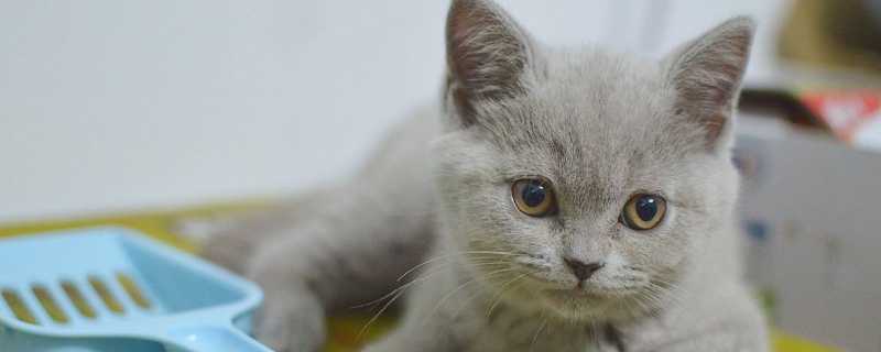 蓝猫会捉老鼠吗