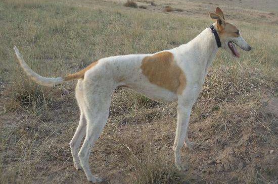 格力犬和灵缇犬的区别，掌握这4点就能快速分辨
