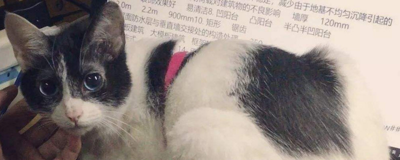 领养母猫要注意什么