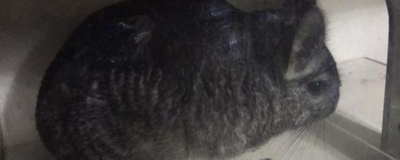 养龙猫的注意事项