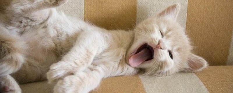 怎么让猫屎不臭