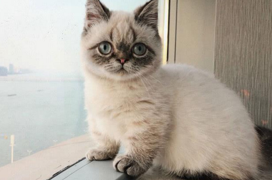 猫为什么养不出感情