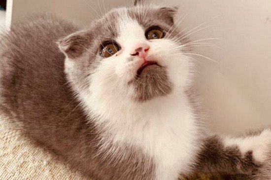 猫咪可以偶尔吃狗粮吗