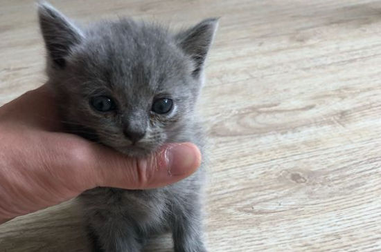 蓝猫生产前的症状
