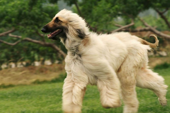 阿富汗猎犬掉毛有多严重