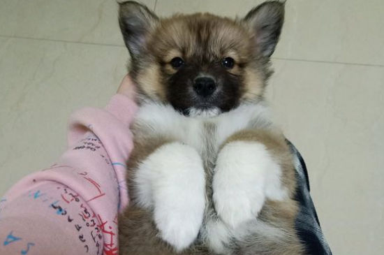 狗狗得狂犬病十天会死
