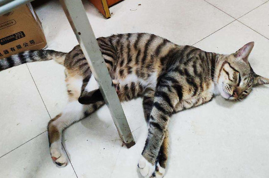 野猫突然粘人预示什么