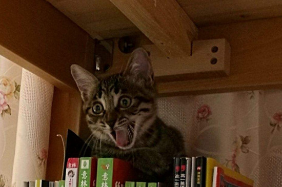 狸花猫记仇的表现