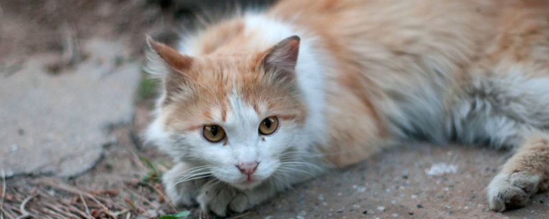 母猫怀孕公猫会怎么样