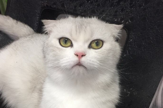 猫打过疫苗咬人有事吗