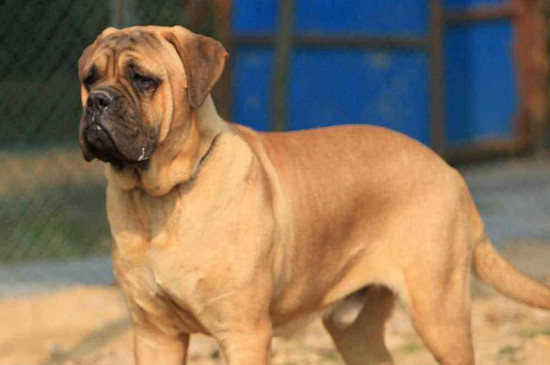 牛头獒犬护主吗，最护主人的三种狗