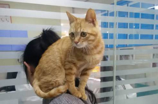 猫为什么喜欢蹲人肩膀