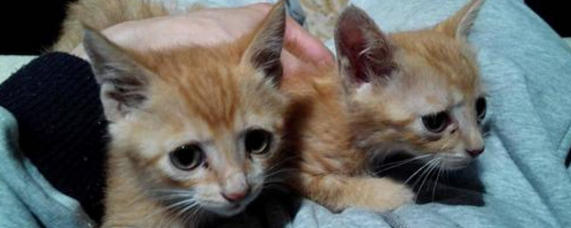 被2个月的小猫抓伤