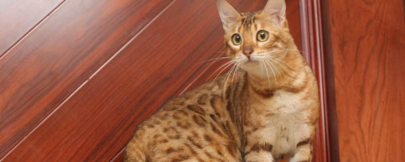 豹猫认主人吗