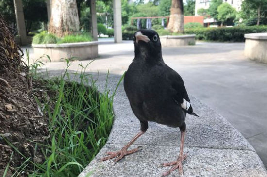 八哥鸟喜欢玩什么