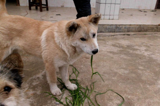 狗每天吃多少