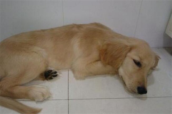 狗狗呕吐白色泡沫怎么办