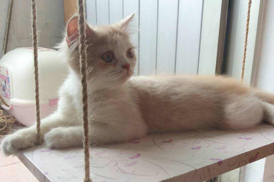 猫咪大便正常但是带血怎么回事