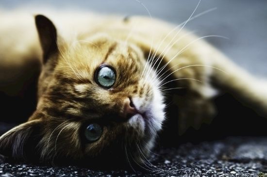 猫耳朵往后是什么意思