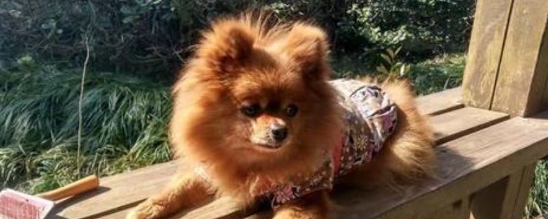 狗狗死亡之前的表现