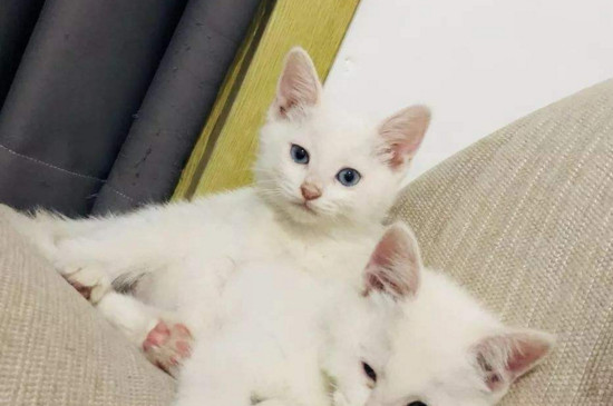2个月小猫非常瘦小