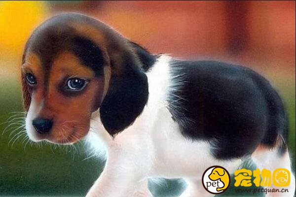 哈利犬是小型犬里的长寿老人，平均寿命长达20年