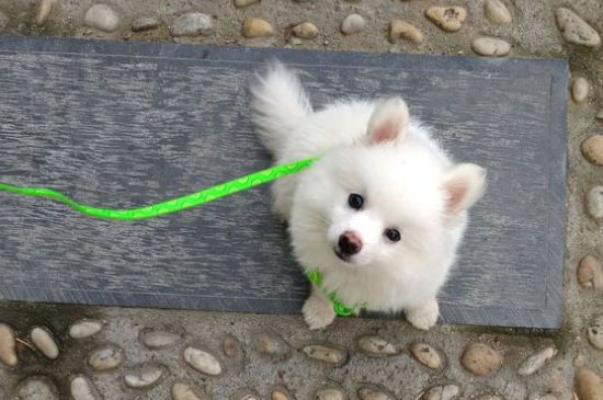 狗狗拉的粑粑有点软