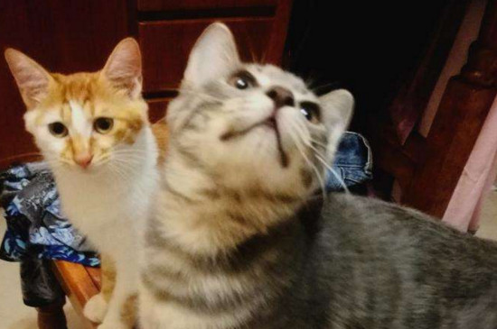 小奶猫要死的征兆