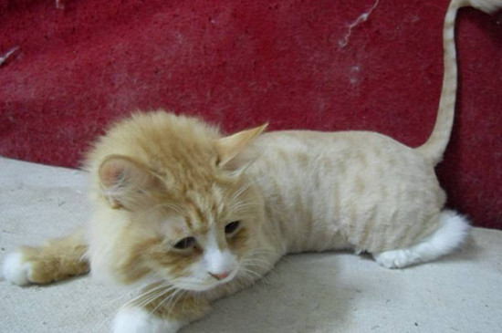 猫掉了一块毛