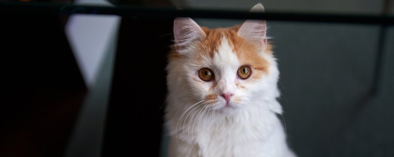 猫叫不出声