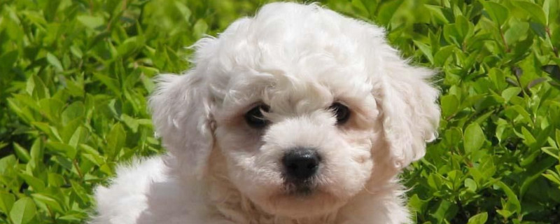 幼犬能用猫砂吗