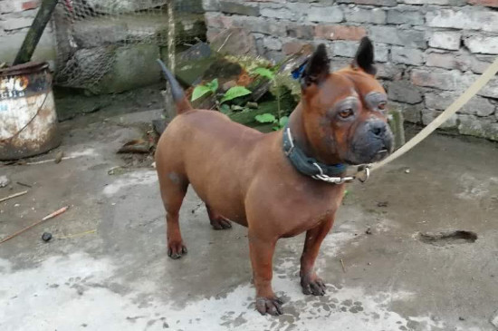 川东猎犬适合家养吗