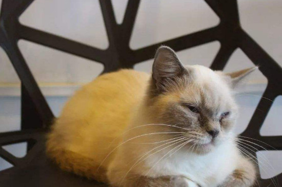 猫咪打呼噜像有痰一样怎么回事